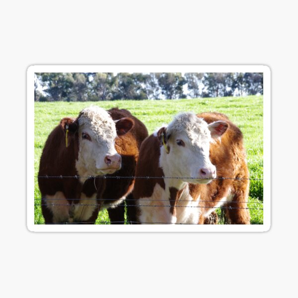 Two Poll Herefords Sticker