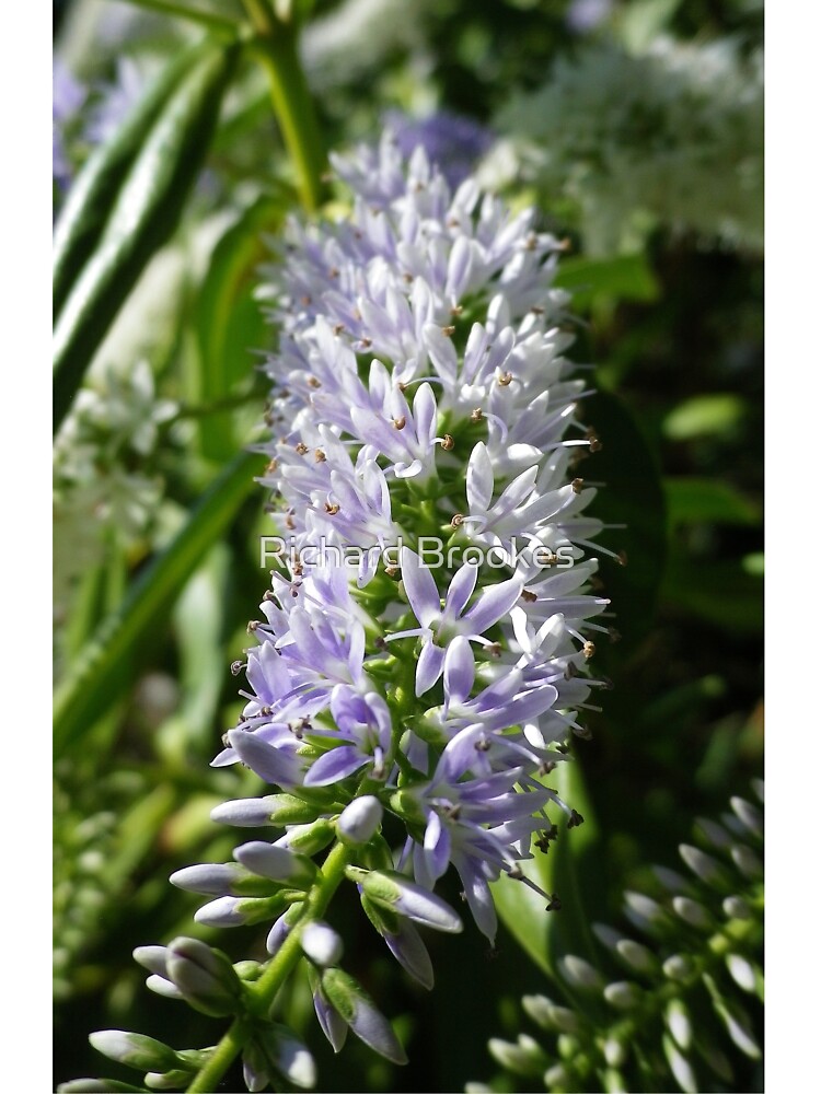 Camiseta para niños «LAVANDA AZUL HEBE FLORES» de RTWBArt | Redbubble