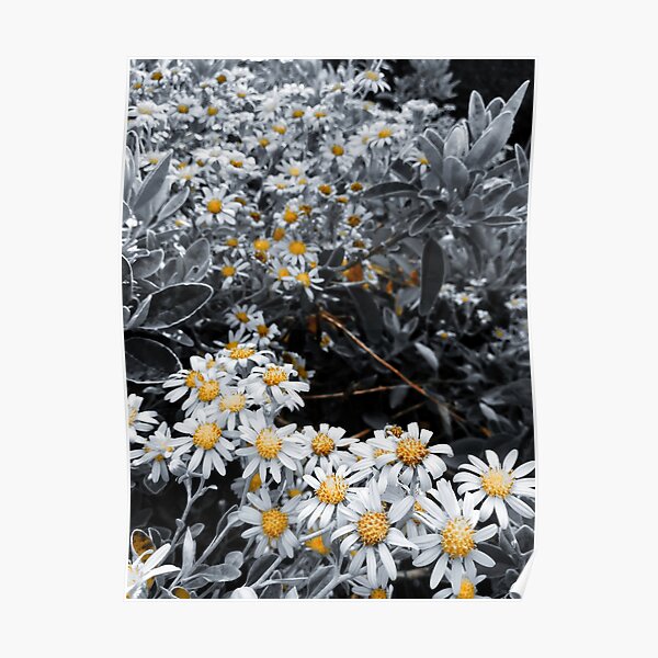 flowers Poster