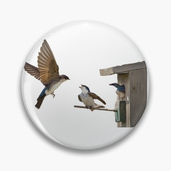 Item preview, Swallows, small bird cages, birds, the United States, swallows (Swallow) is the collective name for 74 species of passerine swallows designed and sold by zenger2021.