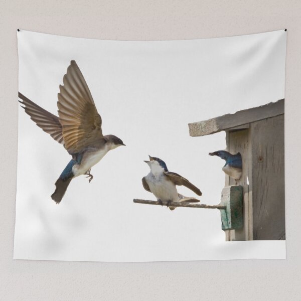 Item preview, Swallows, small bird cages, birds, the United States, swallows (Swallow) is the collective name for 74 species of passerine swallows designed and sold by zenger2021.