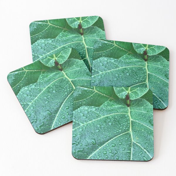 Item preview, Fiddle Leaf Fig Photographic Print designed and sold by ShellyD1055.