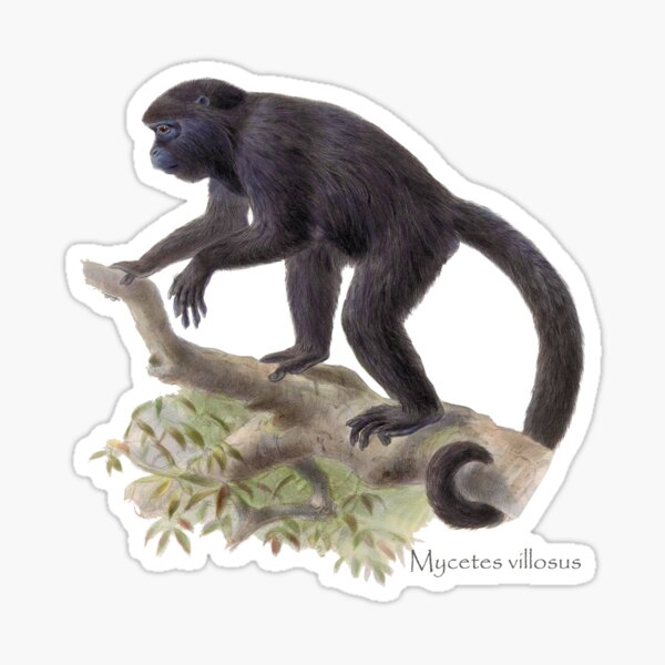Black howler monkey (Mycetes villosus) Sticker