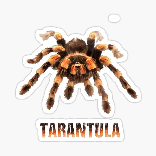 Item preview, TARANTULA, MEXICAN RED KNEE TARANTULA designed and sold by Danicus666.