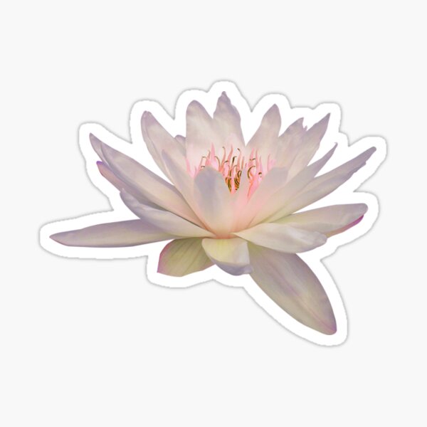 Pink lotus flower sticker Sticker