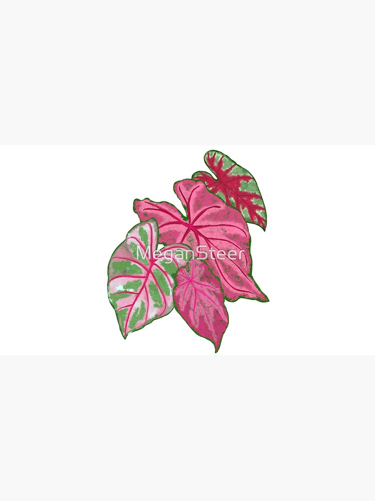 Caladium by MeganSteer