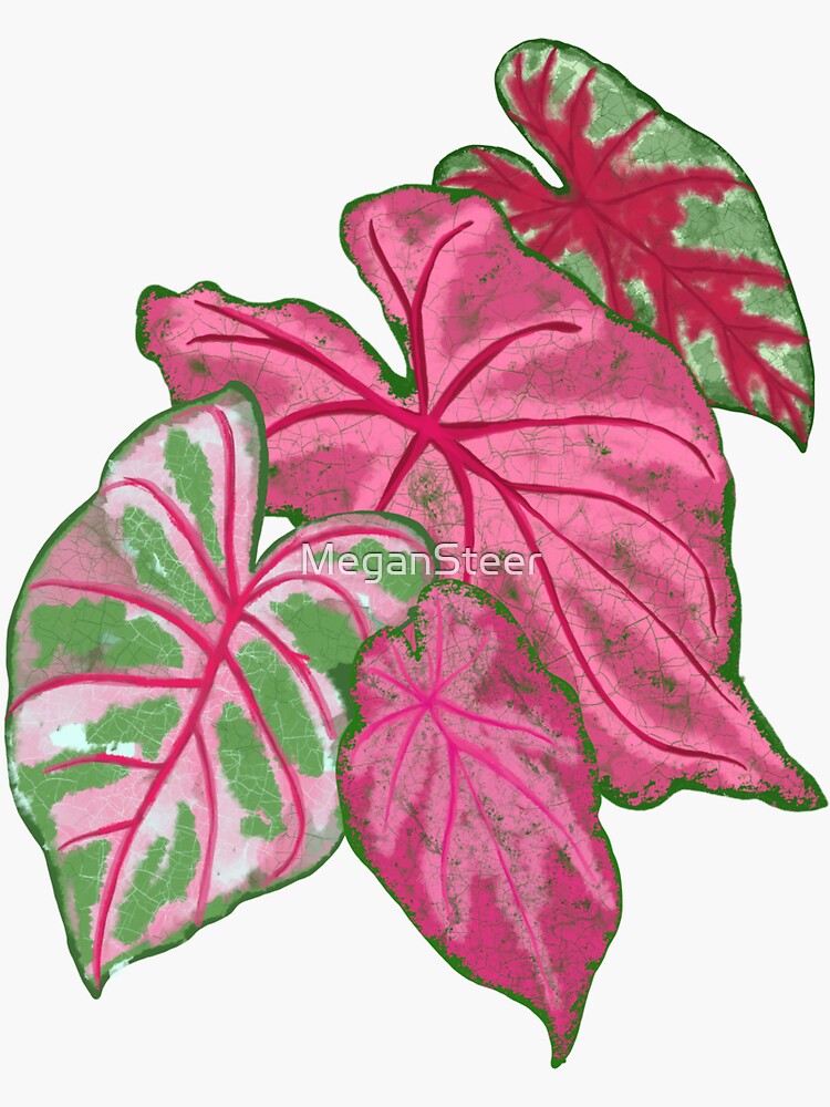 Thumbnail 3 of 3, Sticker, Caladium designed and sold by MeganSteer.