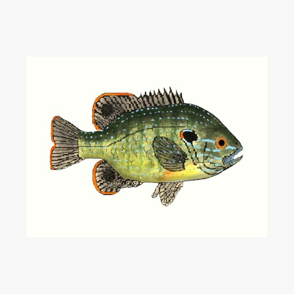 Bluegill Sunfish Fishing Lure Art Print by Patent77