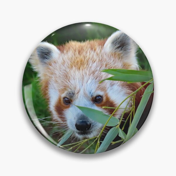 Item preview, A Beautiful Red Panda Cub designed and sold by Karen Thomson.