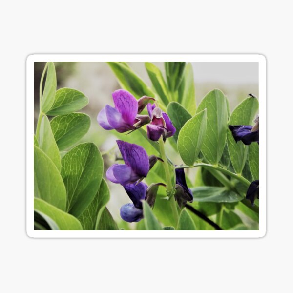 Coastal Sweet Peas Sticker