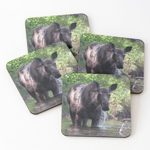 Item preview, Female Moose eating designed and sold by mainekayakgirl.