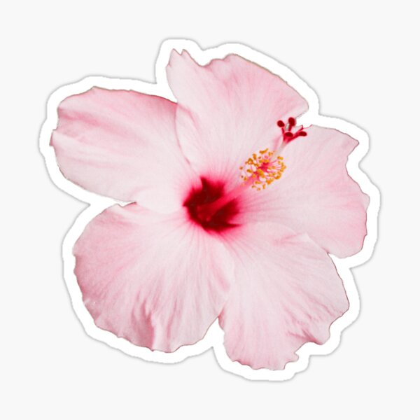 Item preview, Pink Hibiscus Photograph Die Cut Hawaiian Flower designed and sold by MOP-tees.