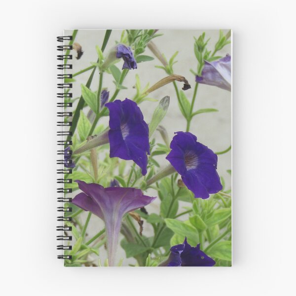 Artikelvorschau, violette rosa Petunie Winterblume entworfen und verkauft von hellonamrata.