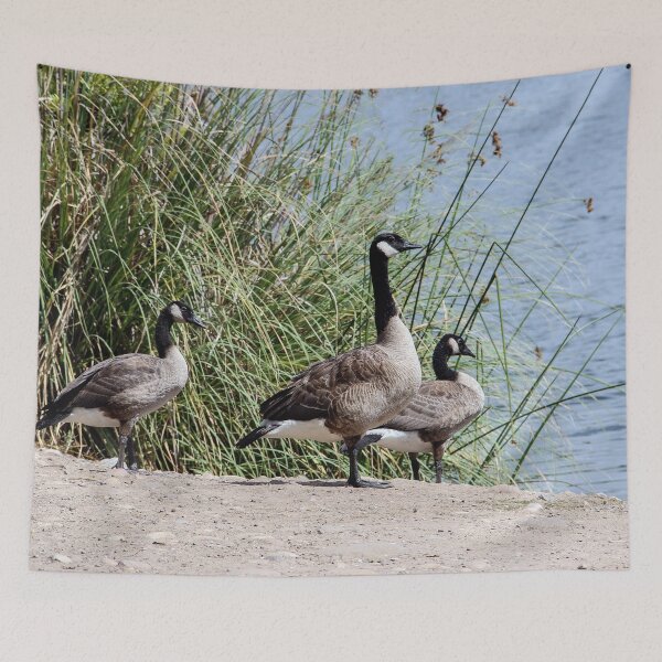 Item preview, Hey Girls, Let's Go Swimming! designed and sold by heatherfriedman.