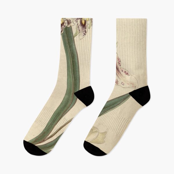 Item preview, Tolumnia triquetra (as Oncidium triquetrum) Curtis' 62 (N.S. 9) pl. 3393 (1835) designed and sold by EsotericBotanic.