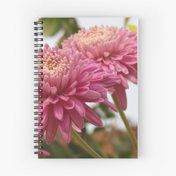 Aperçu de l'œuvre fleur d'hiver chrysanthème rose créée et vendue par hellonamrata.