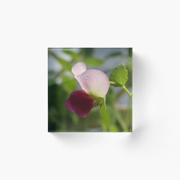 Item preview, butterfly light dark pink pea flower designed and sold by hellonamrata.