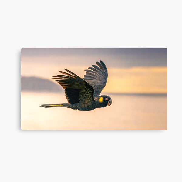 Yellow-tailed Black-cockatoo Canvas Print