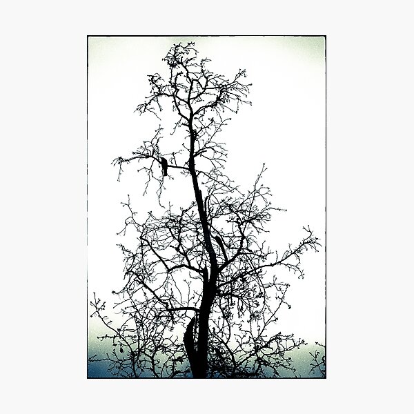 Item preview, Bird In The Branches designed and sold by Caitlyn Grasso.
