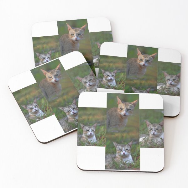Item preview, Different/funny/weird/ expression of cats/Photo collage designed and sold by VeenaNair23.