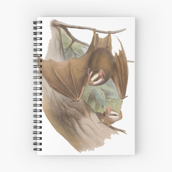 Item preview, Salvin's big-eyed bat (Chiroderma salvini) designed and sold by Ecologos.