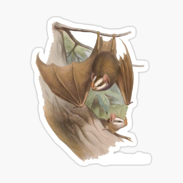 Salvin's big-eyed bat (Chiroderma salvini) Sticker