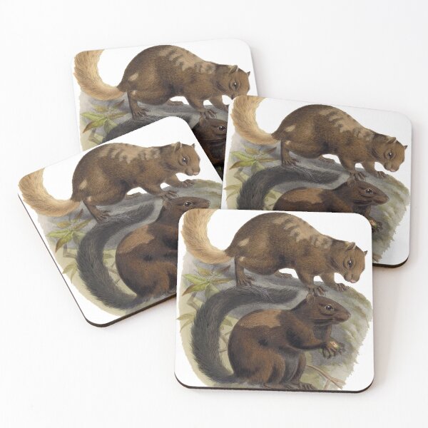 Item preview,  Mexican gray squirrel (or red-bellied squirrel) (Sciurus hypopyrrhus) designed and sold by Ecologos.