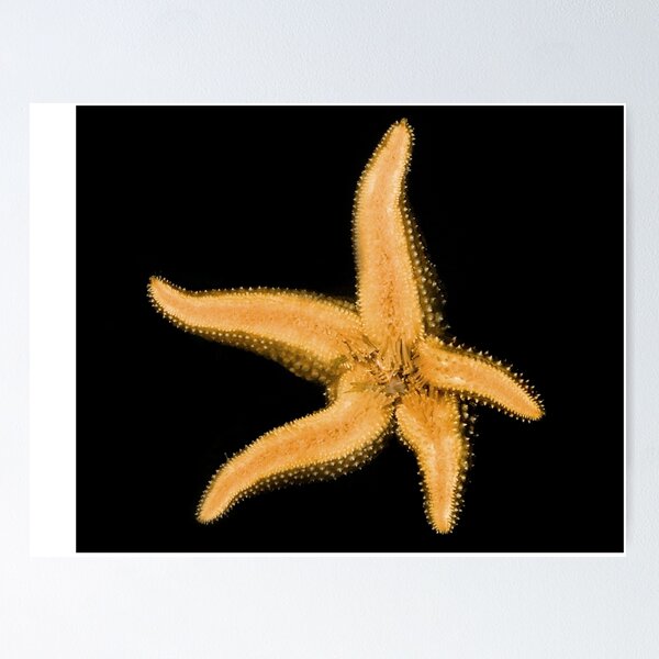 Item preview, Starfish Graphic designed and sold by Wernher Krutein.