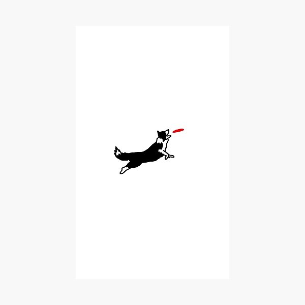 Item preview, Border Collie catching a disc designed and sold by Kaia English.