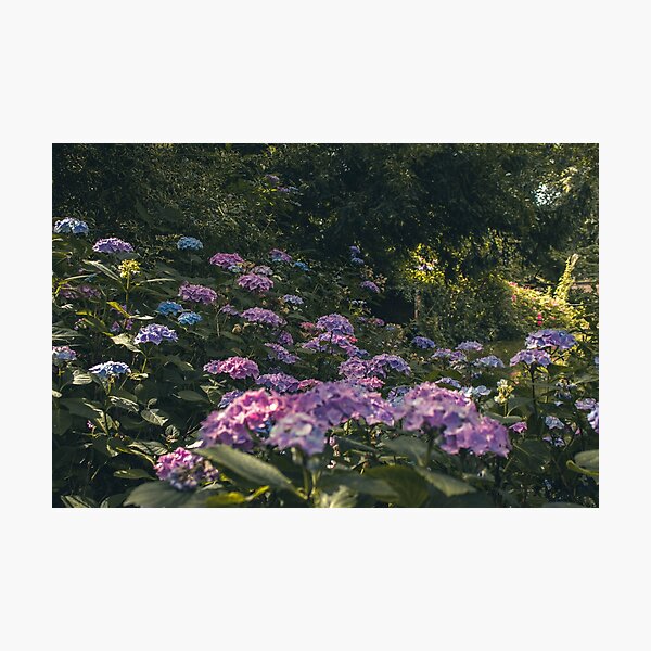 Item preview, Bed of purple flowers designed and sold by ShutterSpud.