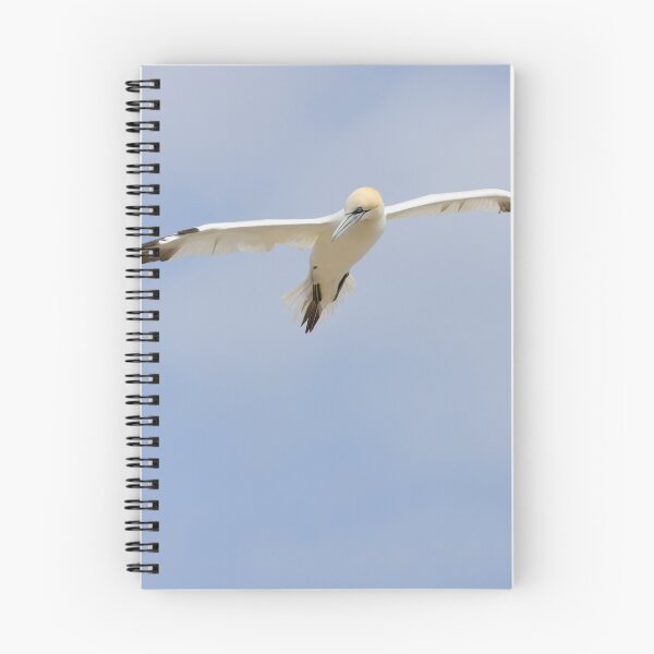 Item preview, Floating, A gannet flies overhead designed and sold by AndrewJonesFoto.