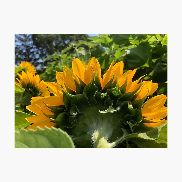 Item preview, Sunflower  designed and sold by elaine-gregers.