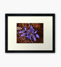 blue orchids Framed Print