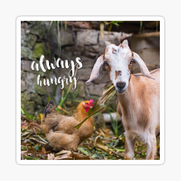 Item preview, Always Hungry - hungry lil' goat  designed and sold by nicole aka Nikkiko.