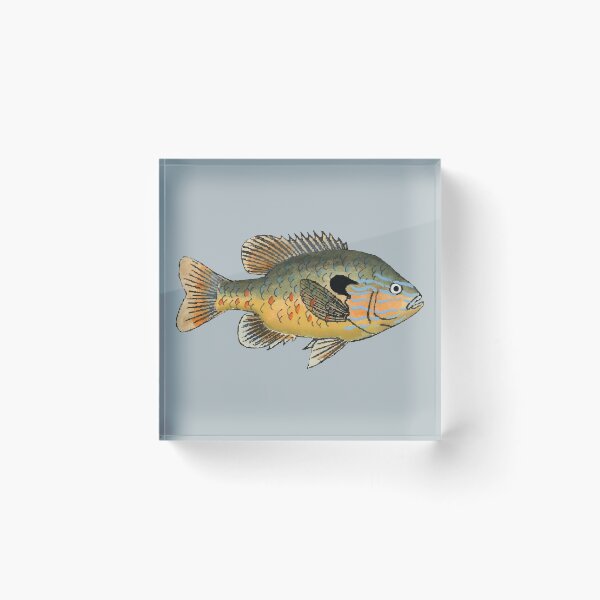 Item preview, Longear Sunfish designed and sold by fishfolkart.