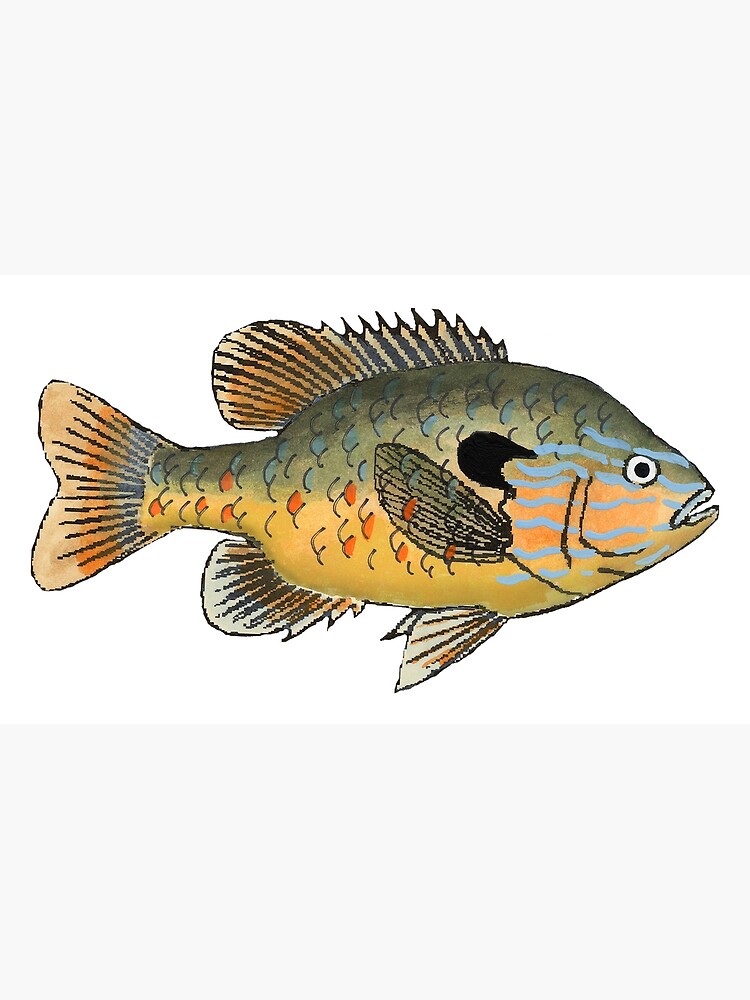 Longear Sunfish Poster for Sale by fishfolkart
