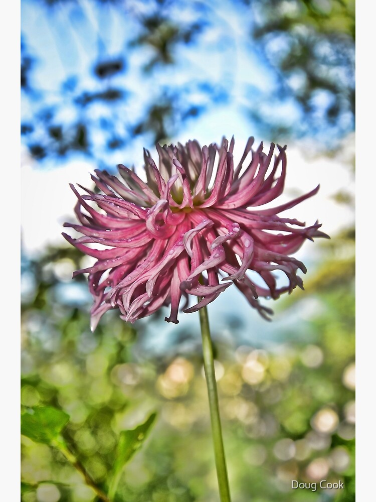 Flower by DougCook