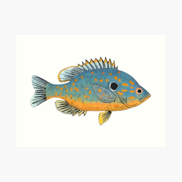 Framed Canvas Art - Bluegill Sunfish Fishing Lure by Patent77 ( Sports > Fishing art) - 26x18 in