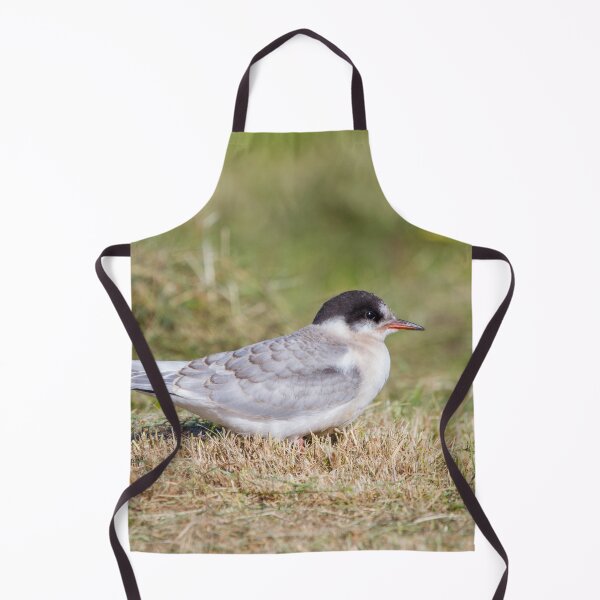 Item preview, Young Common Tern designed and sold by Dominika Aniola.