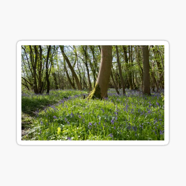 Bluebells at Gosling Corner Wood Sticker