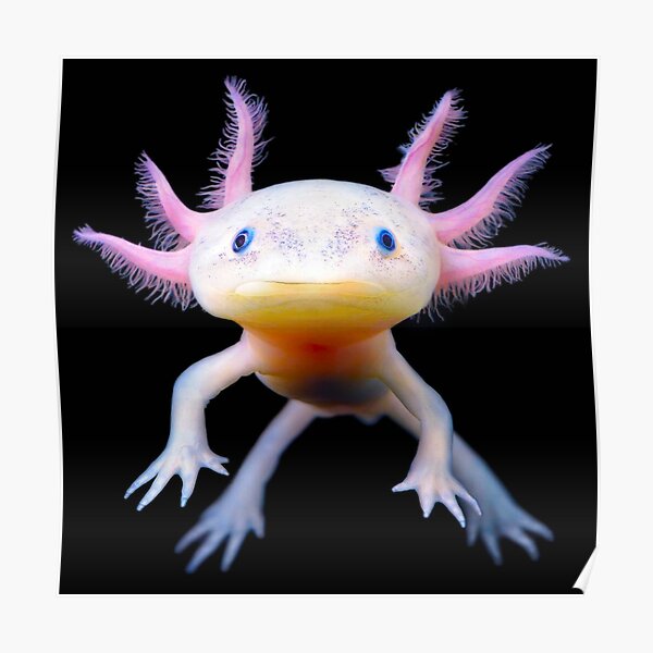 Pink Axolotl Gifts Merchandise Redbubble