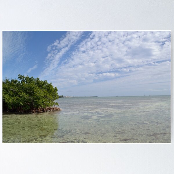 Item preview, Key West Mangroves designed and sold by seacucumber.