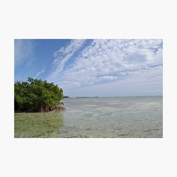 Item preview, Key West Mangroves designed and sold by seacucumber.