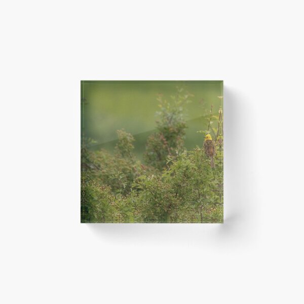 Item preview, Yellowhammer designed and sold by DawnsArt92.