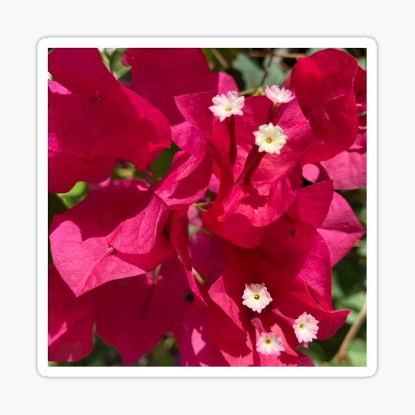 Bougainvillea Stickers for Sale | Redbubble