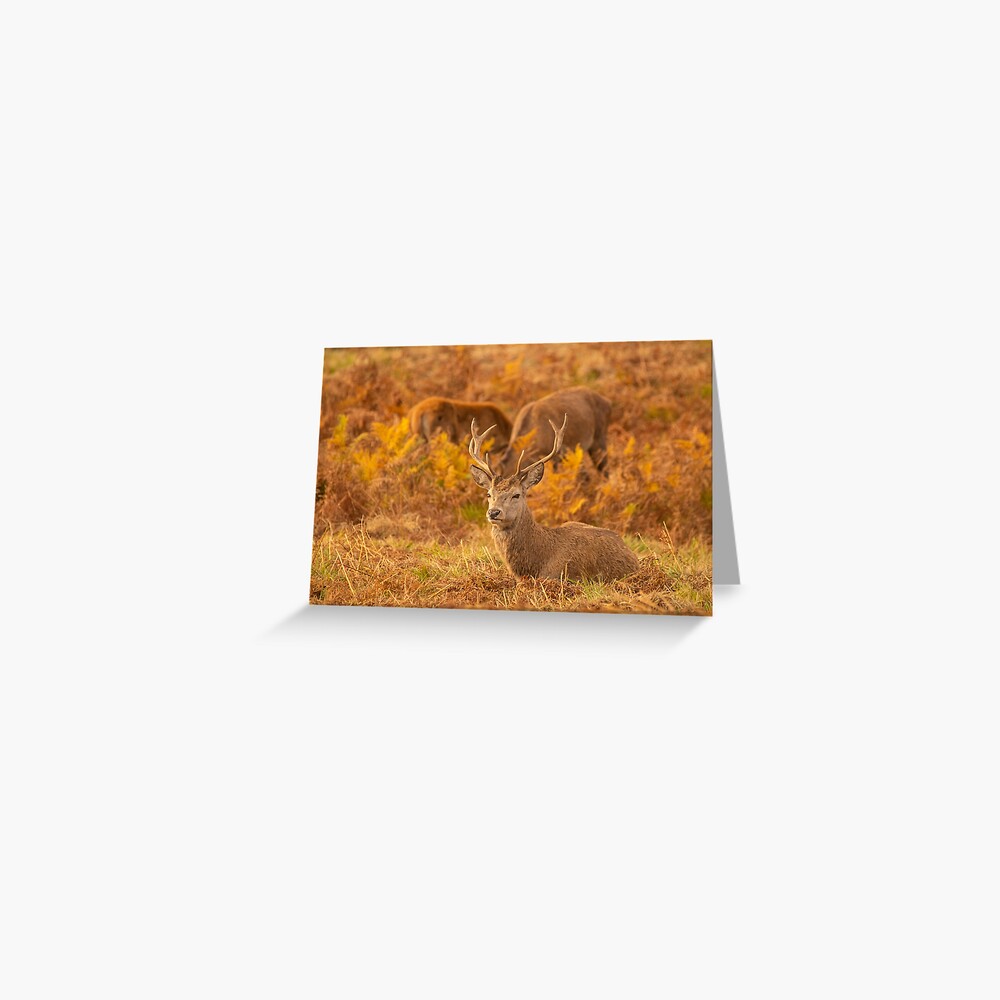 Red Deer Stags Greeting Card