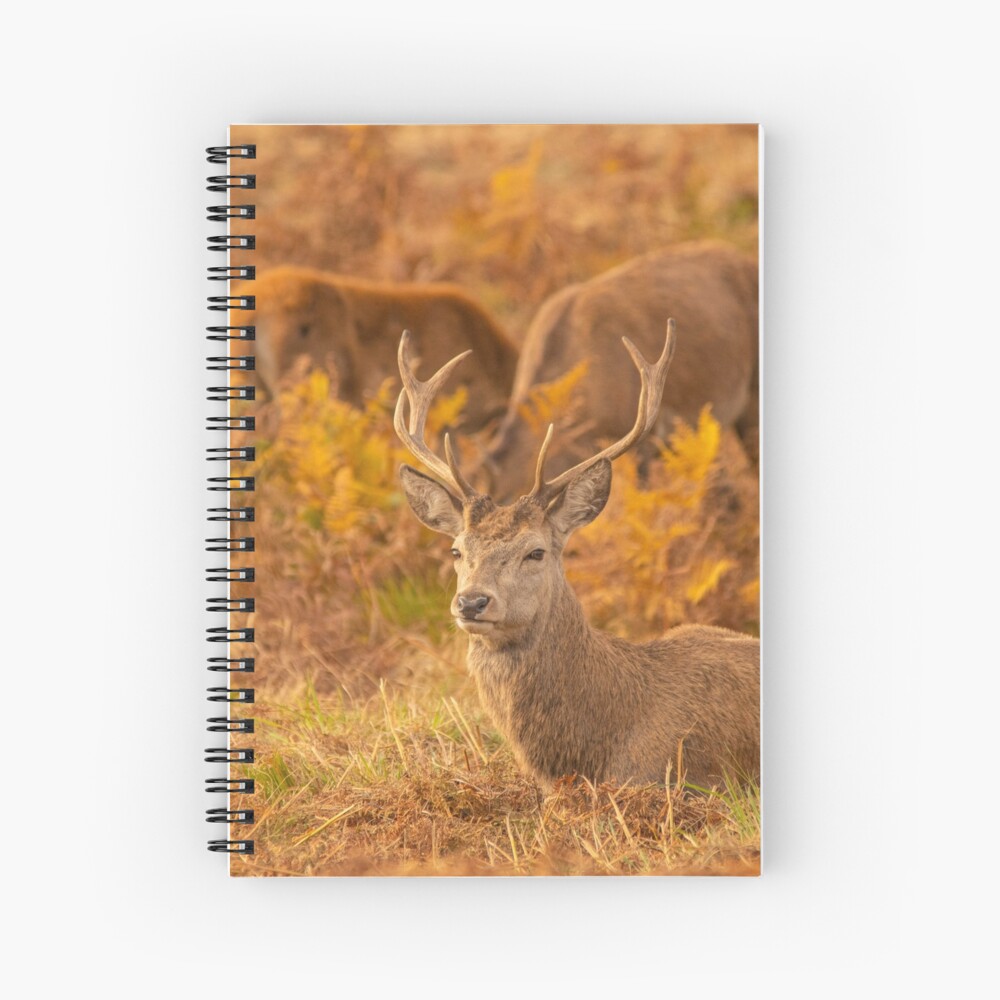 Red Deer Stags Spiral Notebook