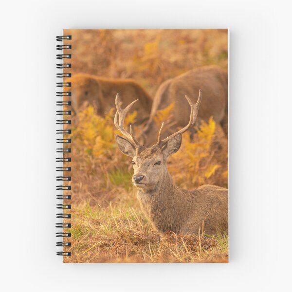 Item preview, Red Deer Stags designed and sold by DawnsArt92.
