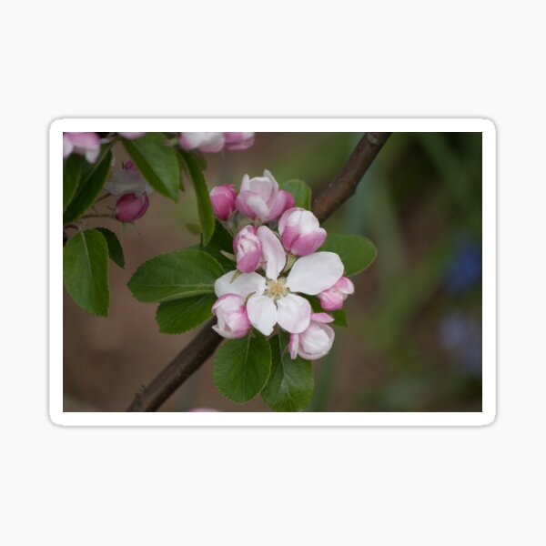 Apple Blossom Time Sticker