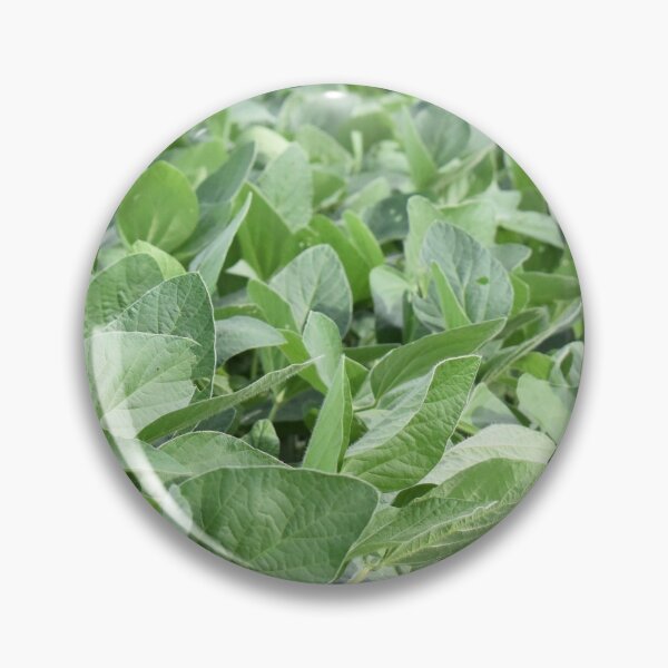 Item preview, Soybean Plants in a Farm Field designed and sold by SEEphotos7171.